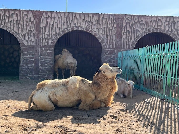 اكتشف اماكن سياحية في الطائف: أكثر من 15وجهة سياحية وترفيهية حديقة الحيوان بالطائف - اماكن سياحية في الطائف للعوائل